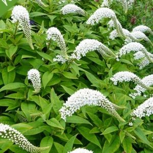 Gooseneck Loosetrife  30 plants $25